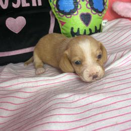 Morgan - Cream female Dachshund puppy in Lake City, Florida from My Ditzy Doxies of Florida