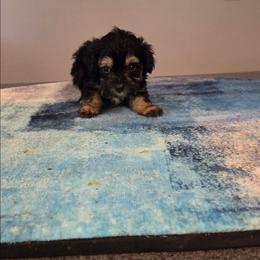 Baxter - Black & tan tri-color male Maltipoo puppy in Everett, Washington from Meadows Ranch