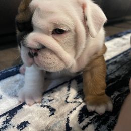Bulldog Puppies from Simpkins' Southern Bulldogs