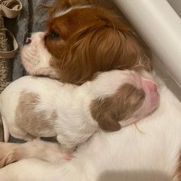 Cavalier King Charles Spaniel Puppies from CK Cavaliers