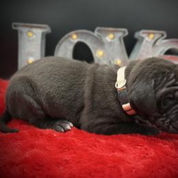 Jack - Black male Great Dane puppy in Grand Junction, Colorado from Top Brackett Danes