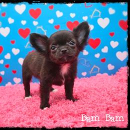 Bam Bam - Black male Chihuahua puppy in Demorest, Georgia from Sourpatch Chihuahuas
