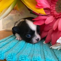 Monroe - Black and white female Chihuahua puppy in Red Bluff, California from Aye Chihuahua
