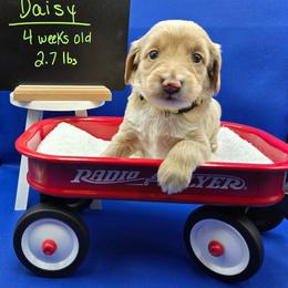 Daisy - Apricot female Goldendoodle puppy in Summerville, South Carolina from Channys Doodles
