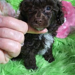 Eloise - Brown female Poodle puppy in Emory, Texas from Mel's Wags & Kisses