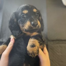 Ember - Dachshund puppy in Chico, California from Hursh’s Hounds