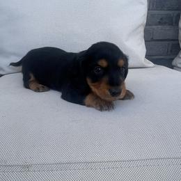 Dachshund Puppies from ozge Nill