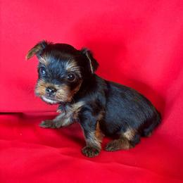 AB teal boy - Blue and gold male Yorkshire Terrier puppy in Alburnett, Iowa from Hobbs Shire Yorkies