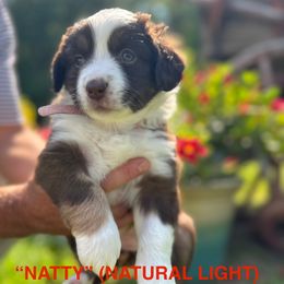 NATTY LIGHT - Red tri female Miniature Australian Shepherd puppy in Sulphur, Louisiana from SWLA MINI AUSSIES