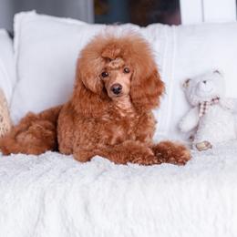 Poodle All Grown Up from Divine Poodles