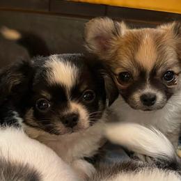 Tater - Black male Chihuahua puppy in Tecumseh, Oklahoma from Callie’s Happy Chihuahuas, Callie’s Happy Treasures LLC