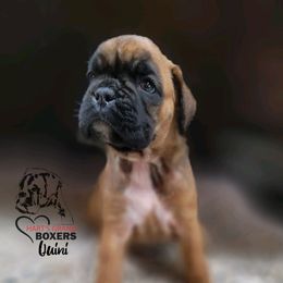 Quini - Fawn female Boxer puppy in Spring Hill, Florida from Hart's Grand Boxers