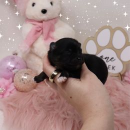 Twixie - Black and tan parti female Pomeranian puppy in Concord, California from Eelan’s Poms