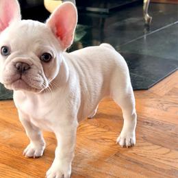Wednesday Adams - Cream female French Bulldog puppy in Boyne City, Michigan from Gichigami French Bulldogs