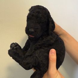Willow - Black and white female Springerdoodle puppy in Athens, Georgia from Georgia Springerdoodles