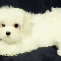 Maltese from Mes Chéris Maltese