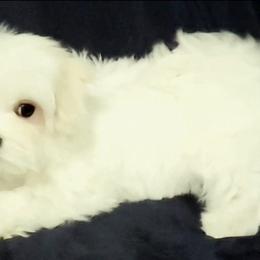Maltese from Mes Chéris Maltese