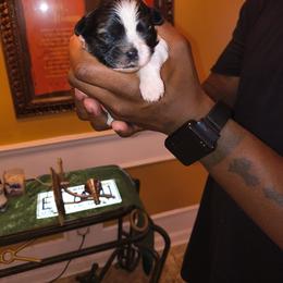 Girl 2 - Black gold and white female Shih Tzu puppy in Memphis, Tennessee from Lady Class Kennel