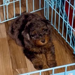 White Collar Male - Merle male Double Doodle puppy in Killeen, Texas from Parrish Precious Ones Texas