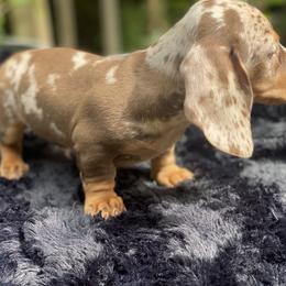 Dachshund Puppies from Doxie Dapples
