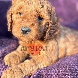 Aussiedoodle, Bernedoodle, Cockapoo, and Goldendoodle Puppies from Puppy Love Doodles