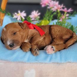 Boy 1 - Red  male Goldendoodle puppy in Warrior, Alabama from Elite Goldendoodles and Bernedoodles