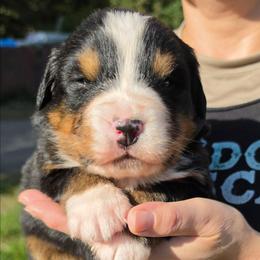 Orange - Black rust and white male Bernese Mountain Dog puppy in Auburn, Washington from MSM Bernese Mountain Dogs