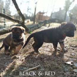German Shepherd Puppies from Reddington Shepherds