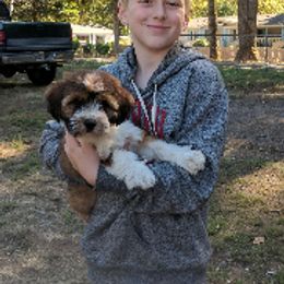 Tibetan Terrier Puppies from Zara Tibetan Terriers