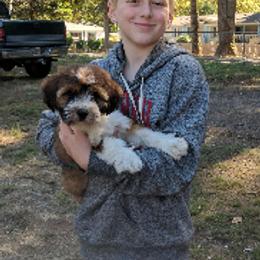 Tibetan Terrier Puppies from Zara Tibetan Terriers