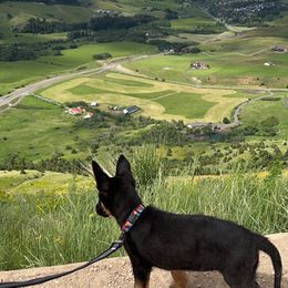 German Shepherd Puppies from Von der Henne K9