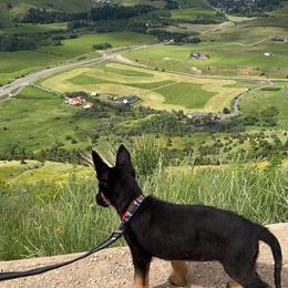 German Shepherd Puppies from Von der Henne K9