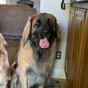 Leonbergers from Bois D’Arc Leonbergers