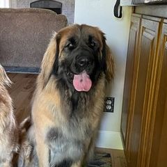 Leonbergers from Bois D’Arc Leonbergers
