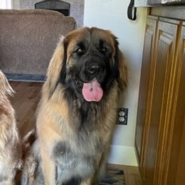 Leonbergers from Bois D’Arc Leonbergers
