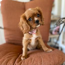 Miss Pink - Ruby female Cavalier King Charles Spaniel puppy in Phoenix, Arizona from Larisa's Cavaliers