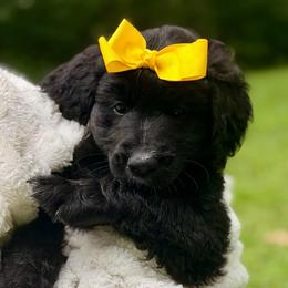 Daisy (Yellow) - Black and white female Bernedoodle puppy in Noblesville, Indiana from NOB Bernedoodles