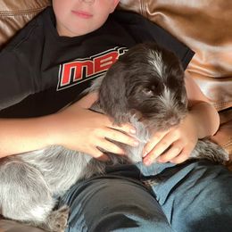 Wirehaired Pointing Griffon Puppies from Rocking S Griffons