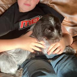 Wirehaired Pointing Griffon Puppies from Rocking S Griffons
