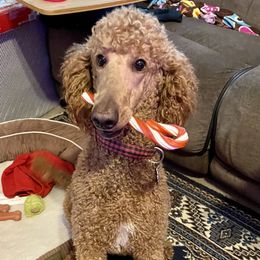 Muffin - Poodle