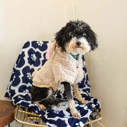 Assorted Doodle Crosses, Aussiedoodle, Bernedoodle, Goldendoodle, and Sheepadoodle All Grown Up from Happy Top Doodles
