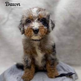 Dawn - Merle female Bernedoodle puppy in Williamson, New York from Lakeside Doodles