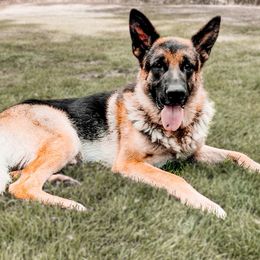 German Shepherds from Buxton Oregon Shepherds