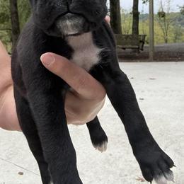 Rosa - Brindle female Boxer puppy in Taft, Tennessee from Hillbillie Boxers