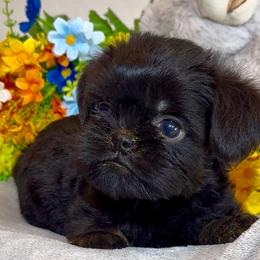 Valerie's boy - Black and tan male Brussels Griffon puppy in Litchfield Park, Arizona from Melody Lane Brussels Griffons