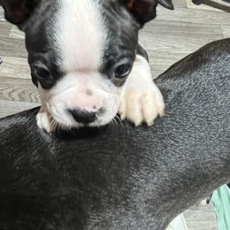 Spot - Black and white Boston Terrier puppy in Pickens, South Carolina from Parker Rosa Boston Terrier’s