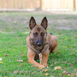 Hel - Belgian Malinois
