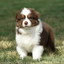 America - Red tri-color female Australian Shepherd puppy in Chickasha, Oklahoma from Rustic Lace
