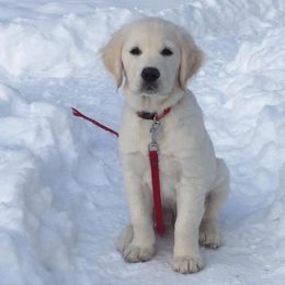 Golden Retriever Puppies from Cedar Goldens