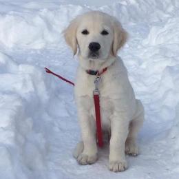 Golden Retriever Puppies from Cedar Goldens